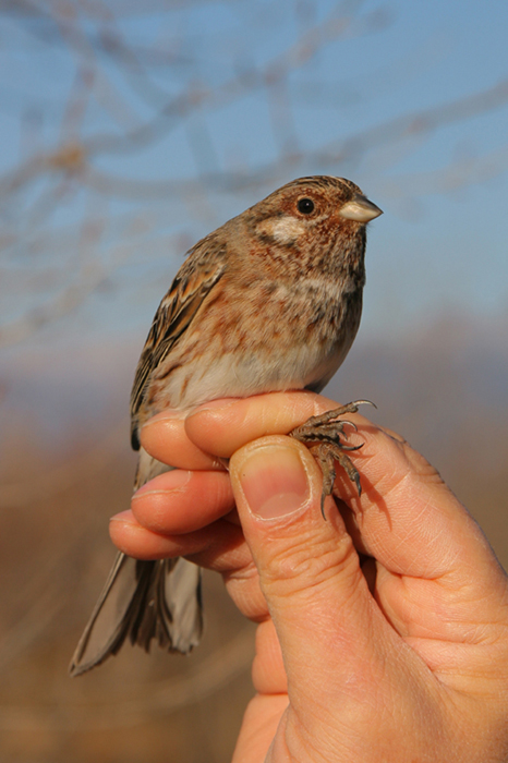 Zigolo golarossa (Emberiza leucocephalos)